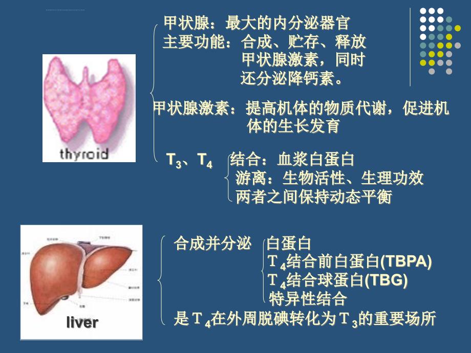 医学甲状腺激素与肝脏进修_第2页