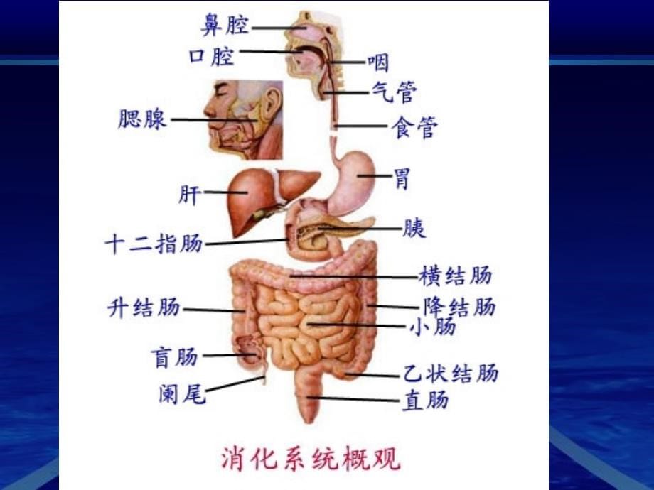 细菌各论课件_第5页