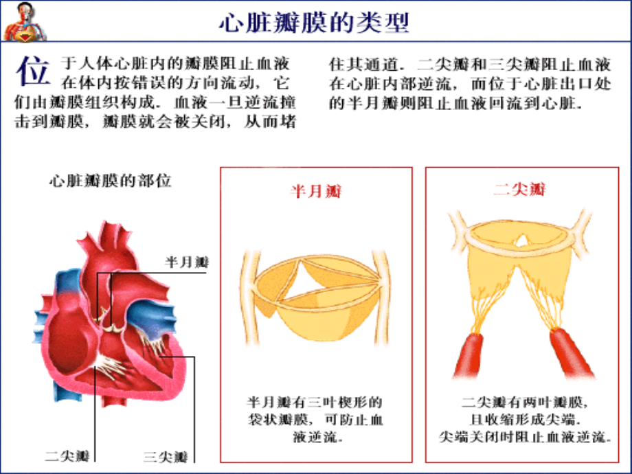 心脏瓣膜病教案课件_第2页