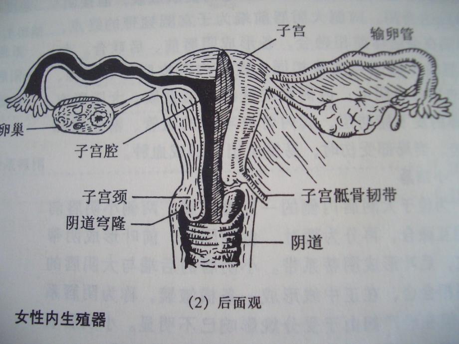 培训资料妇科恶性肿瘤_第4页