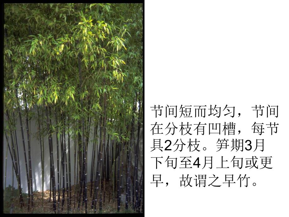 竹类植物_第4页