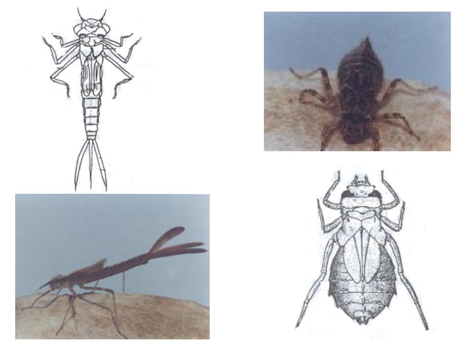 农大昆虫学ppt课件昆虫分类（三）_第3页