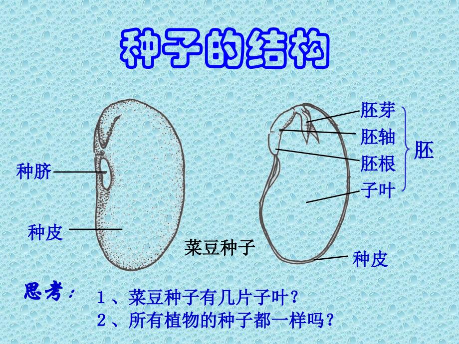 果实和种子课件ppt下载2苏教版三年级科学下册课件_第3页