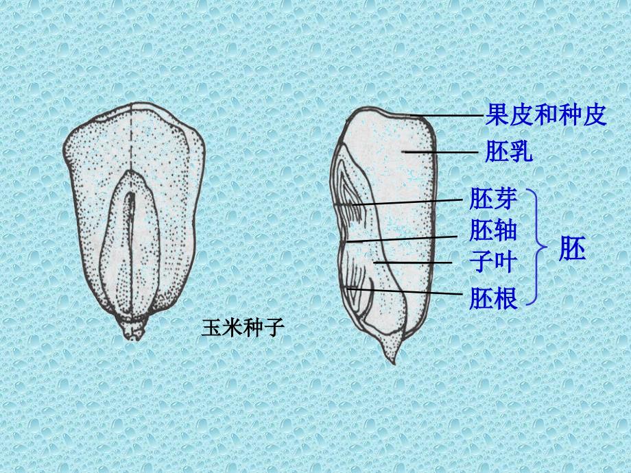 果实和种子课件ppt下载2苏教版三年级科学下册课件_第4页