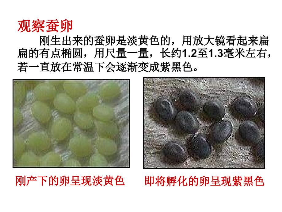 鄂教版科学三下蚕宝宝出生了课件_第3页