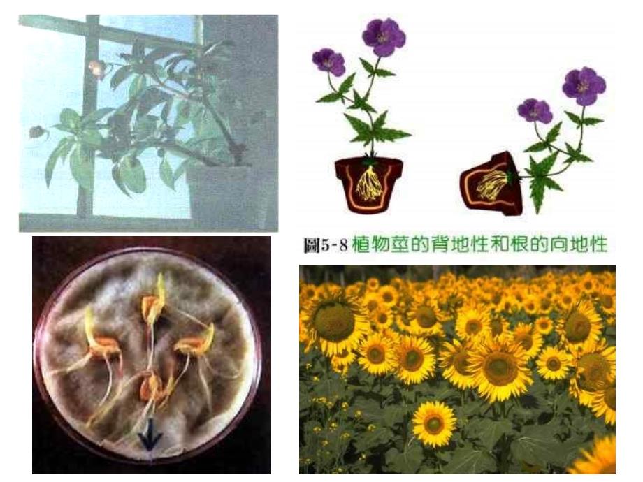 2013乌鲁木齐十中高一生物课件必修三第三章第一节植物生长素的发现_第2页