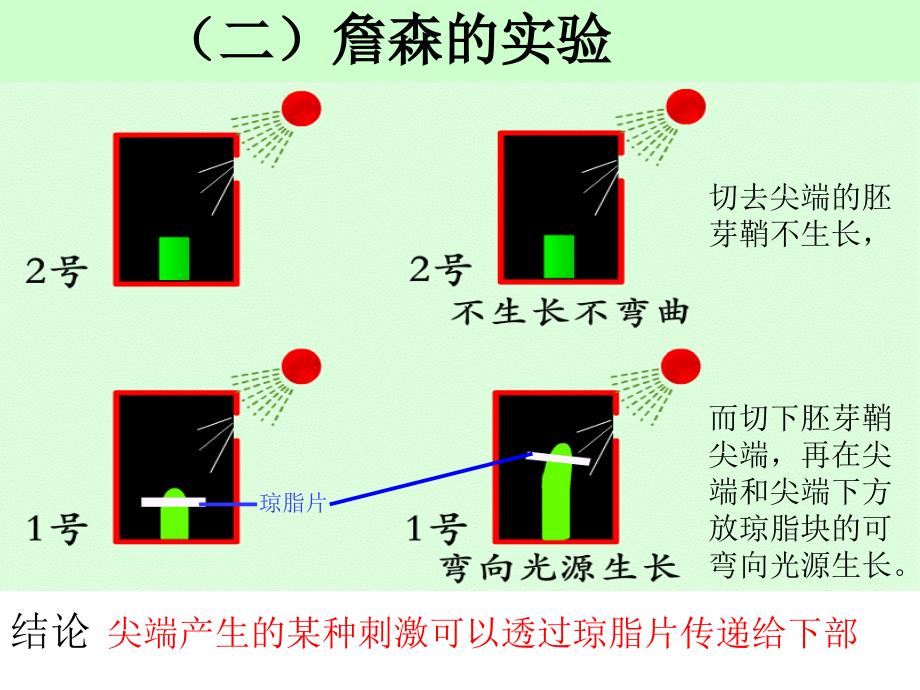 2013乌鲁木齐十中高一生物课件必修三第三章第一节植物生长素的发现_第4页