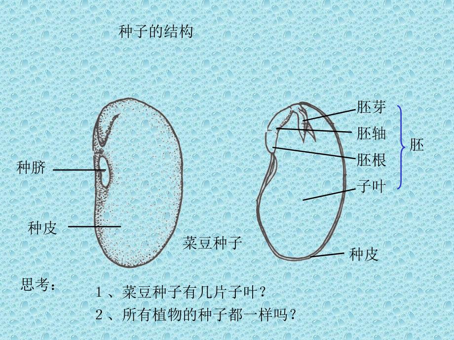 整理版果实和种子课件ppt下载2苏教版三年级科学下册课件_第3页