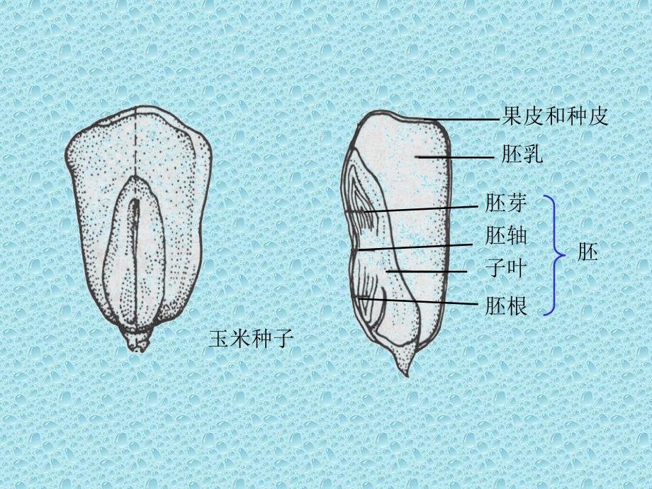 整理版果实和种子课件ppt下载2苏教版三年级科学下册课件_第4页