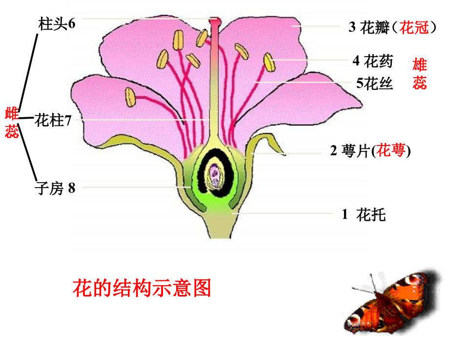 三年级下科学课件植物的一生8苏教版讲解_第4页