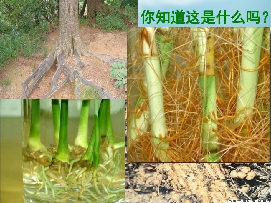 冀教版生物八年级上册第二单元第一章第一课时根的生长课件_第5页