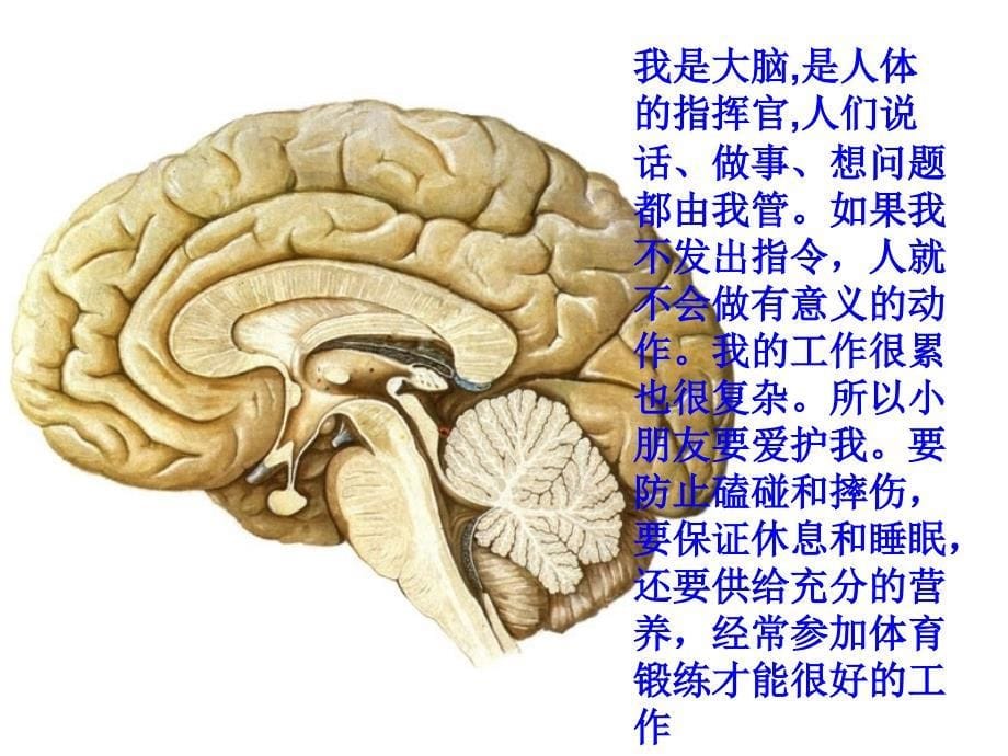 青岛版小学科学三年级下册《我们的身体》课件_6_第5页