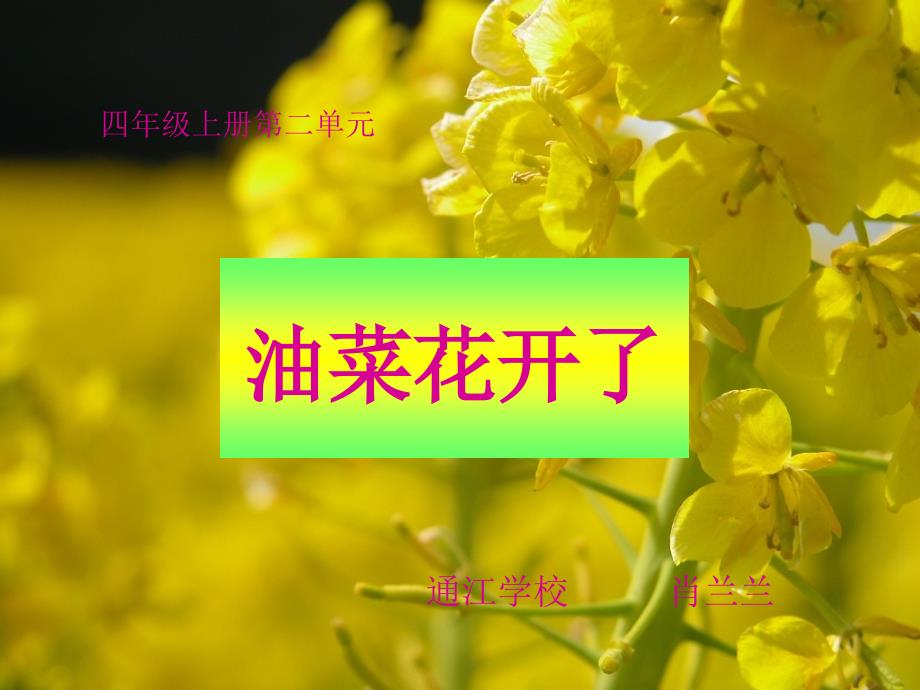 教科版小学科学四年级下册《油菜花开了》课件_6_第1页