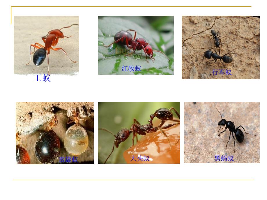 蚂蚁课件ppt青岛版科学三年级下册课件（优质课）_第3页