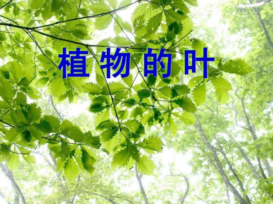 教科版小学科学三年级上册第一单位《植物的叶》ppt课件1682327555精品_第1页