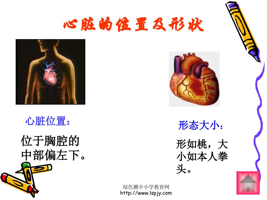 四年级上册科学第四单元跳动起来会怎样二_1_第3页