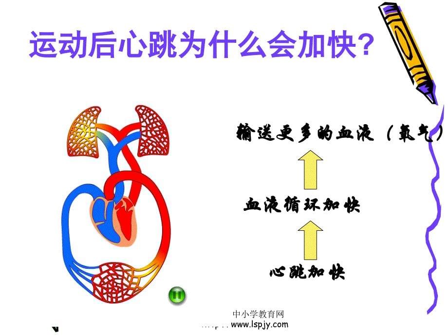 四年级上册科学第四单元跳动起来会怎样二_1_第5页