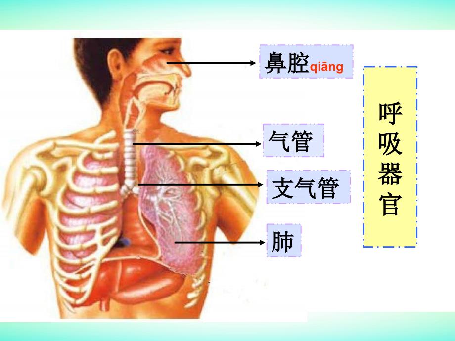 小学科学四年级上册《运动起来会怎样》ppt课件（3）_第3页