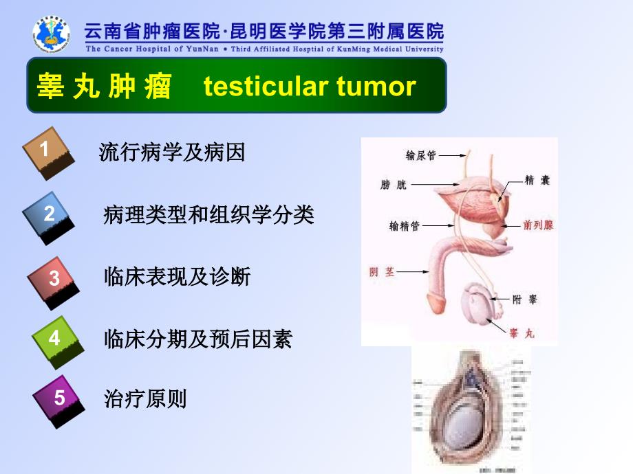 泌尿及男性生殖系统肿瘤_第3页