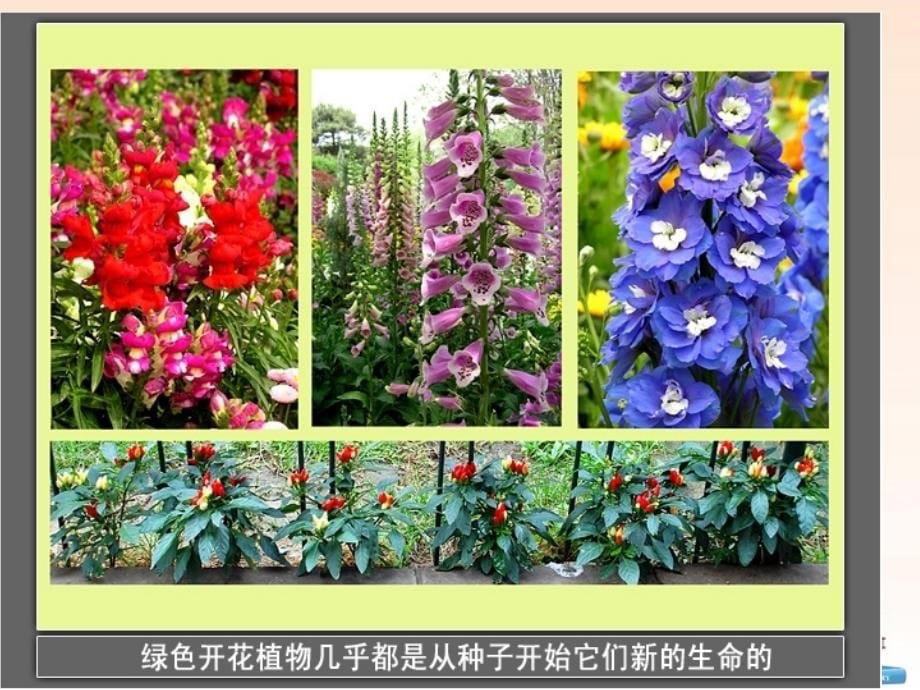 三年级科学下册种植我们的植物3课件教科版_第5页