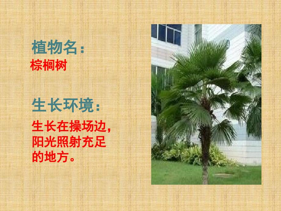 校园里的植物课件小学科学苏教版三年级上册_5_第3页