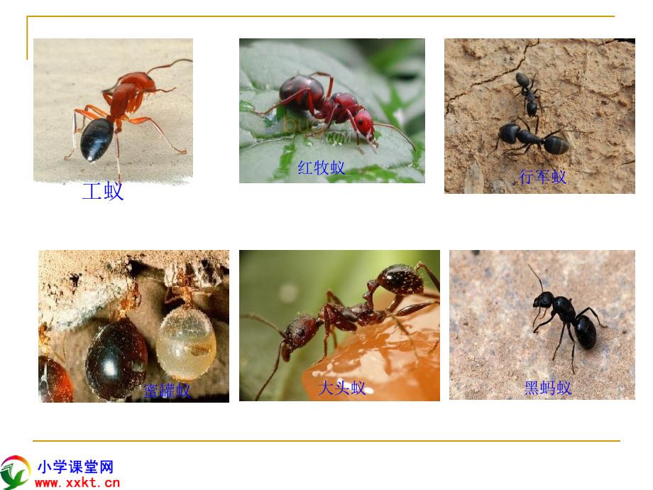 三年级科学下册《蚂蚁》ppt课件之六（青岛版）_第3页