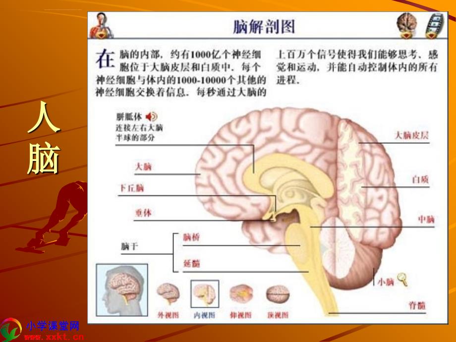 五年级科学上册《我们的身体》ppt课件之三（青岛版五年制）_第4页