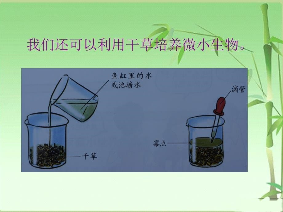 新科教版六级科学下册第单元《用显微镜观察身边的生命世界三ppt课件》_第5页