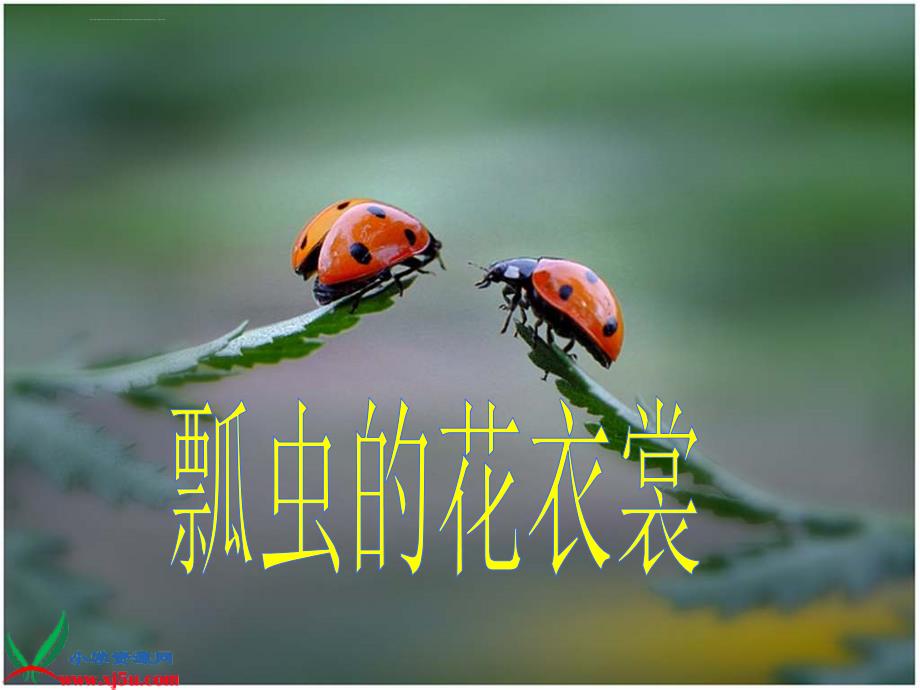 《瓢虫的花衣裳》课件（人教新课标一年级美术下册课件）_6_第1页