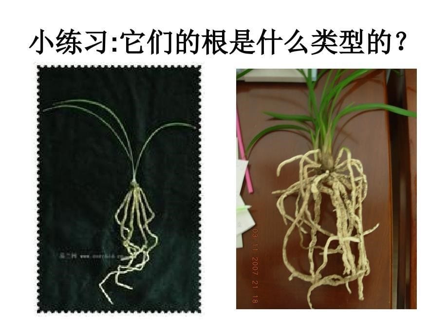 根和茎课件小学科学苏教版三年级下册_7_第5页