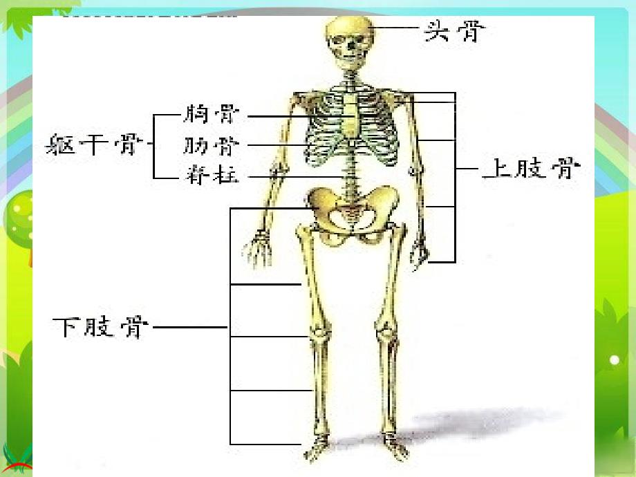 苏教版小学科学四年级下册《骨骼肌肉的保健》课件_第2页