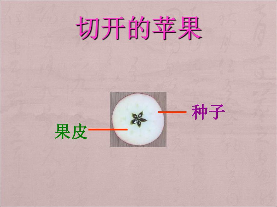 三年级科学上册32果实累累的季节课件2大象版_第4页