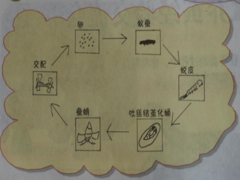 （苏教版）四年级科学下册课件养蚕经验交流会_5_第4页