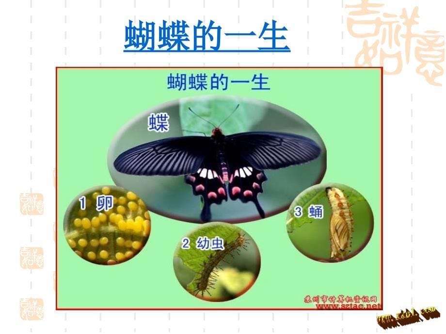 （苏教版）四年级科学下册课件养蚕经验交流会_5_第5页