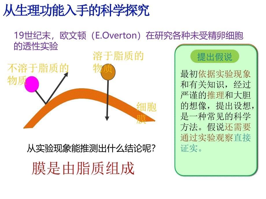 4.2生物膜的流动镶嵌模型ppt_第5页