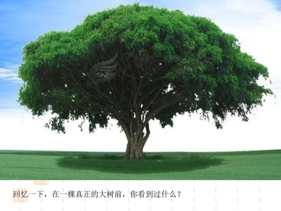 苏教版小学科学三年级上册《校园里的植物》课件资料_第5页