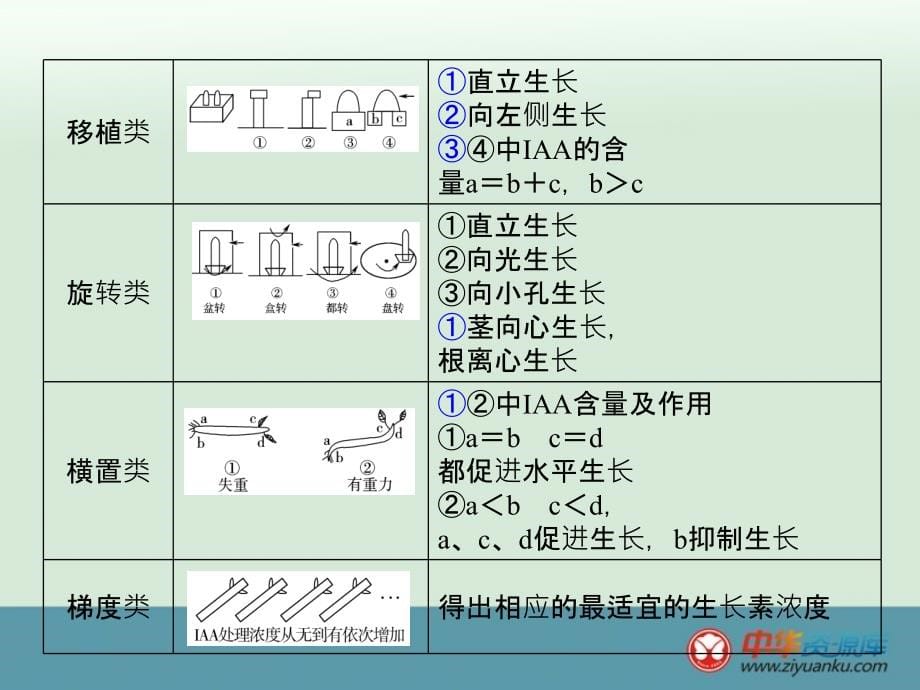 2015届高考生物一轮详细复习课件31《生长素的发现及生理作用其他植物激素》（人教版）_2_第5页