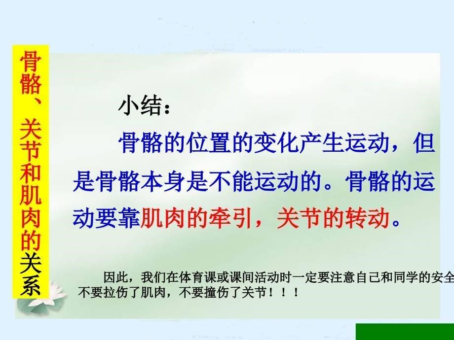 骨骼关节和肌肉ppt课件之一（教科版科学四年级上册）_第5页