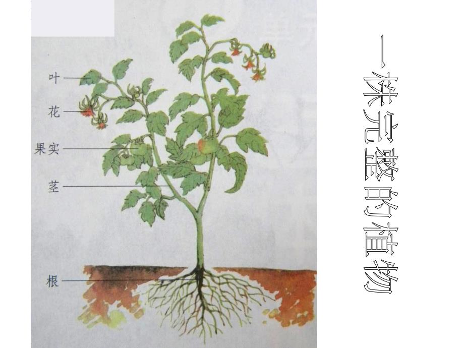 三年级下科学课件植物和我们苏教版_第3页