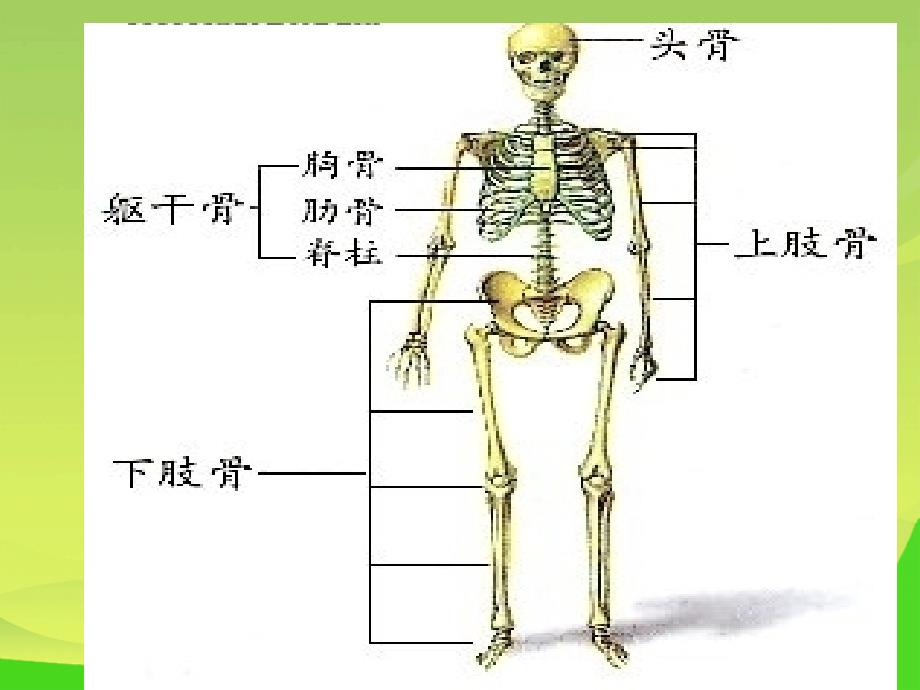 新苏教版四年级下册科学《骨骼》ppt课件_第3页