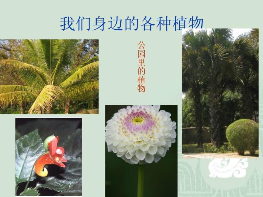 苏教版小学科学三年级下册《植物和我们》课件最新_第2页