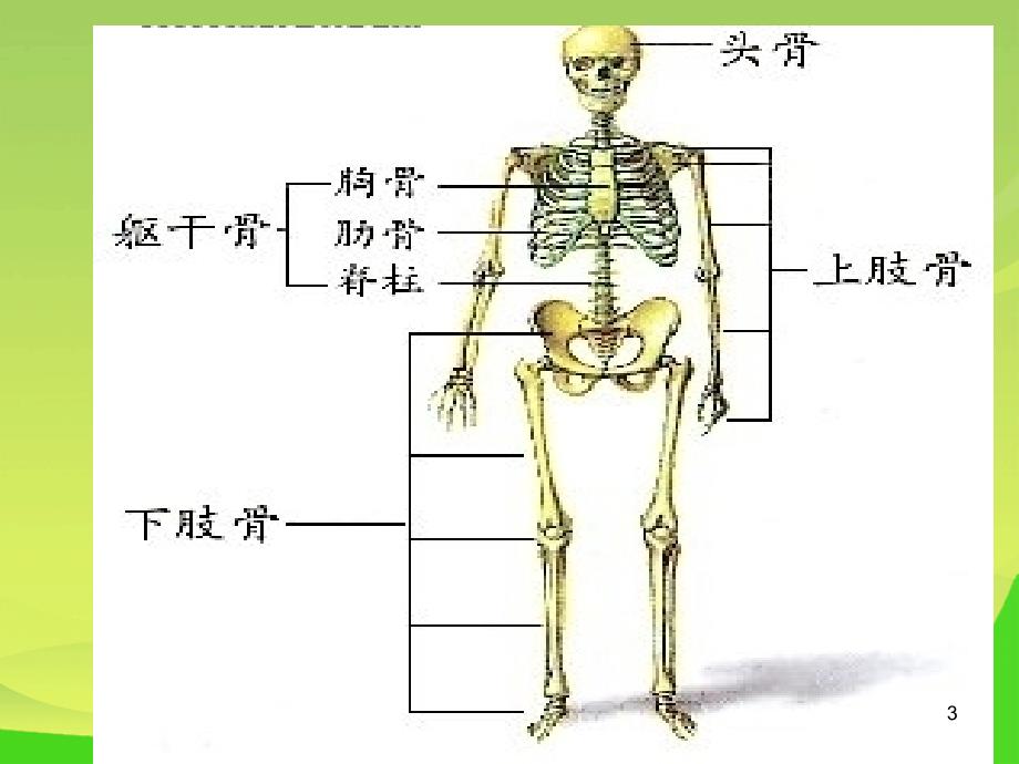 苏教版科学四下《骨骼》课件三_第3页