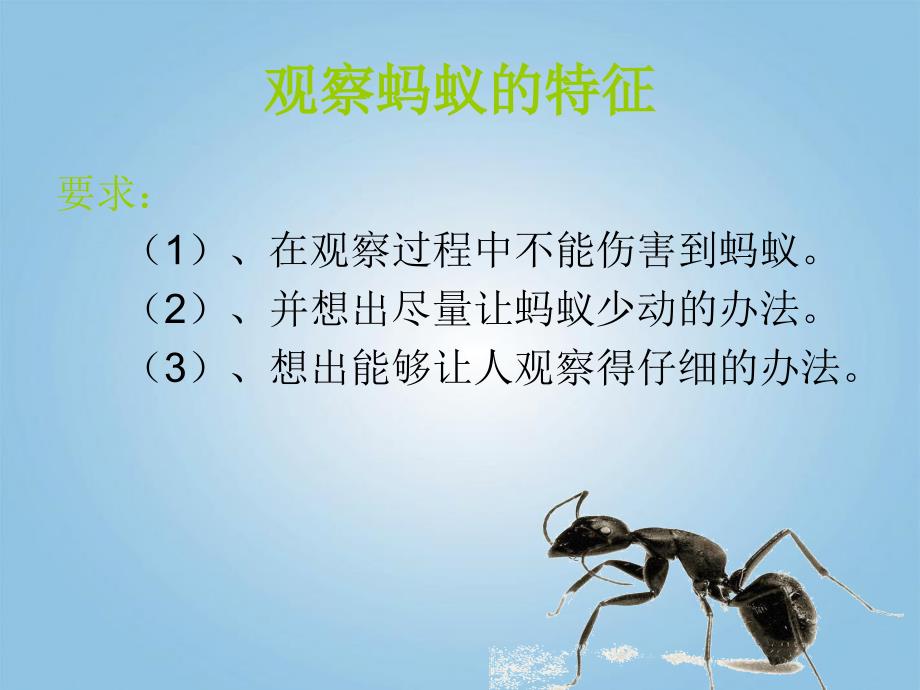 三年级科学下册蚂蚁3课件青岛版_2_第2页
