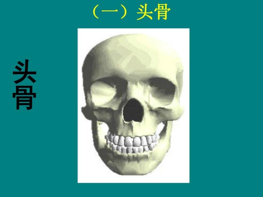 苏教版小学科学四年级下册《骨骼》课件新版_第2页