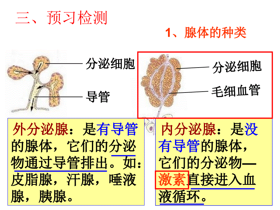 冀教版七年级生物下册第五章第一节《激素与生长发育》课件_第4页