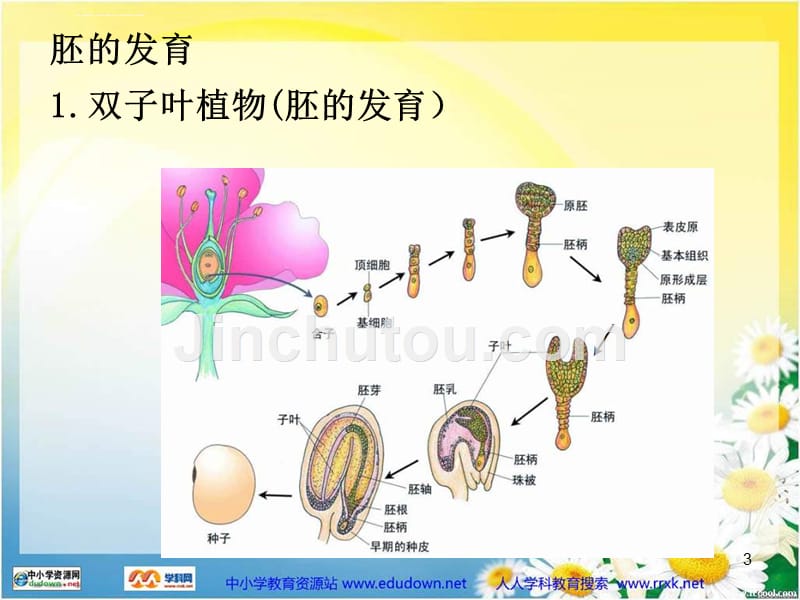 首师大版科学四下《果实的形成》课件_第3页