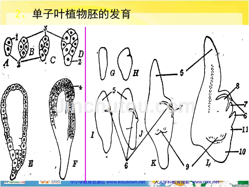 首师大版科学四下《果实的形成》课件_第4页