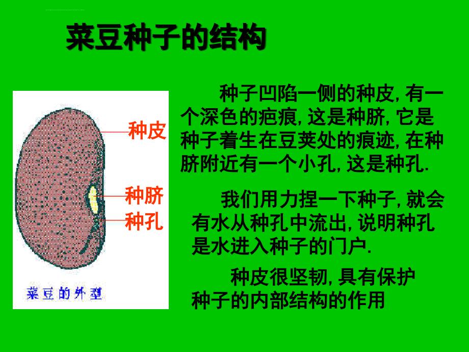 种子萌发（四年级）_第3页