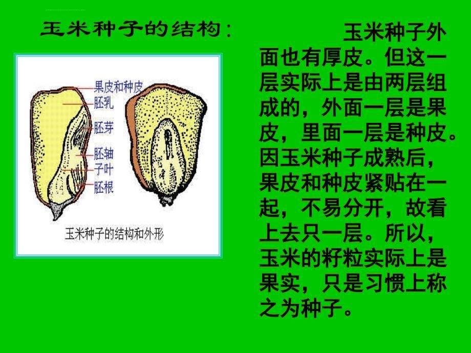 种子萌发（四年级）_第5页