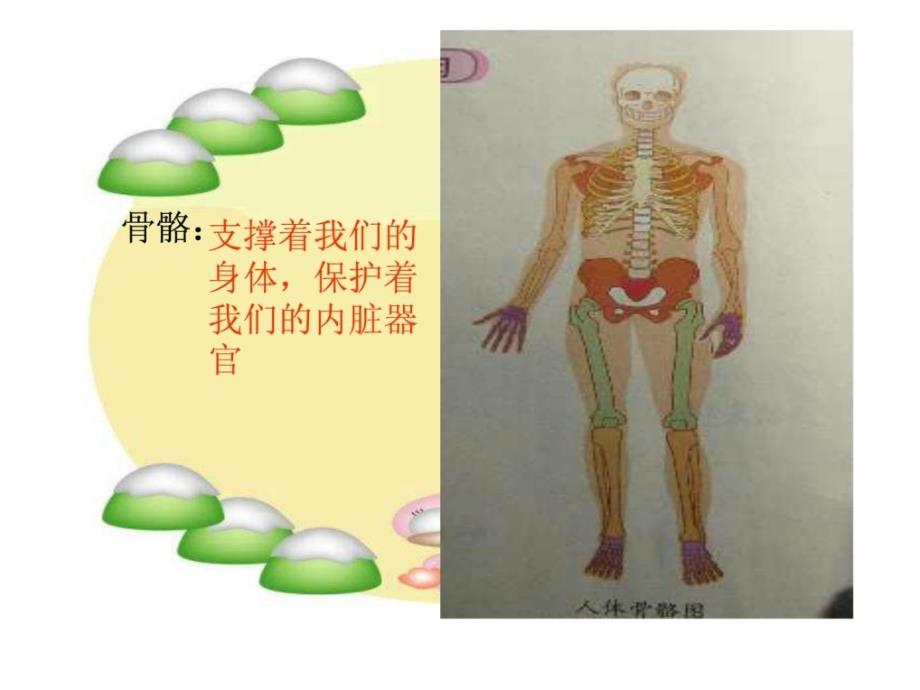 《骨骼关节和肌肉》（教科版小学科学四年级上册课_第2页